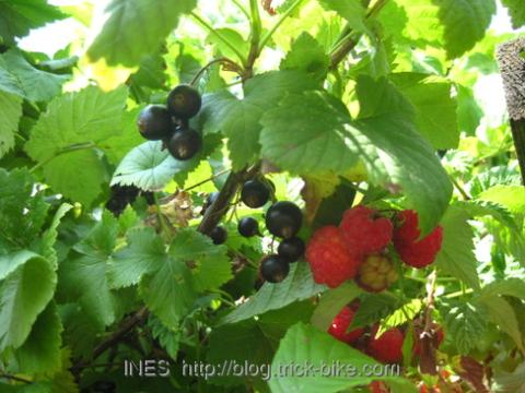 Black Current and Raspberries