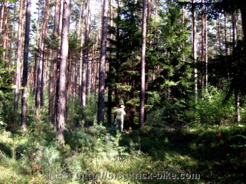 Searching the Franconian Forest for Mushrooms