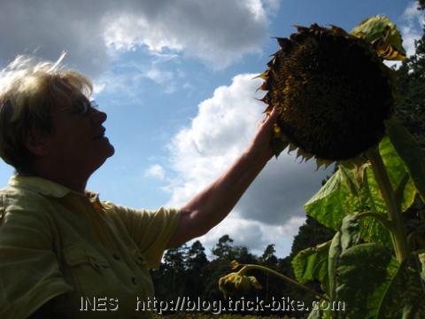 Huge Sunflower in Franconia