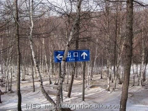 Where to ski in the forest